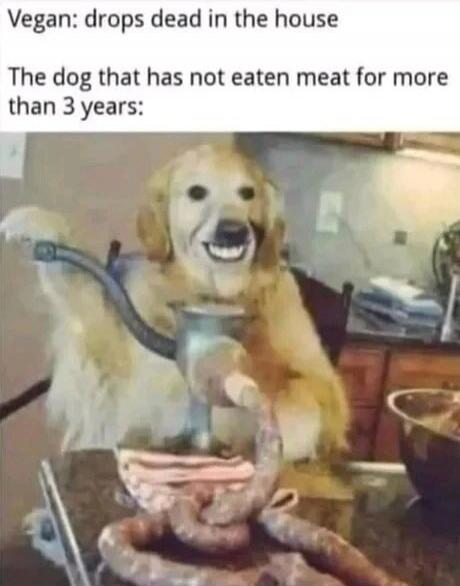 Vegan: drops dead in the house The dog that has not eaten meat for more than 3 years: