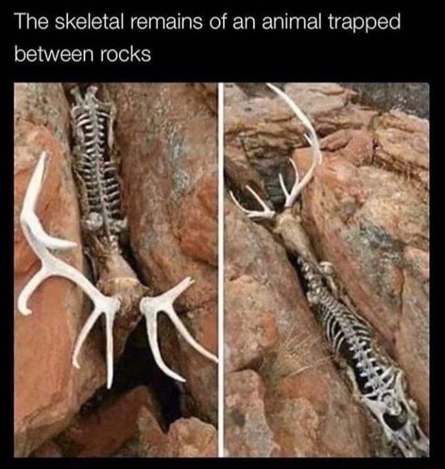 The skeletal remains of an animal trapped between rocks