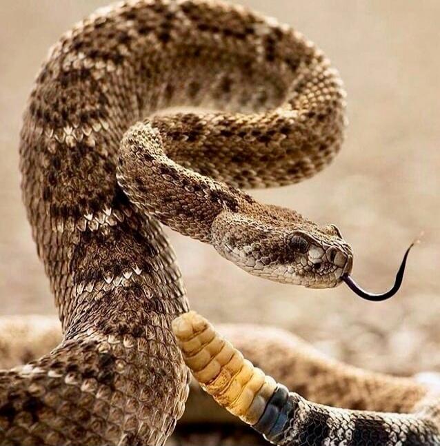 A close-up of a rattlesnake with its tongue out.