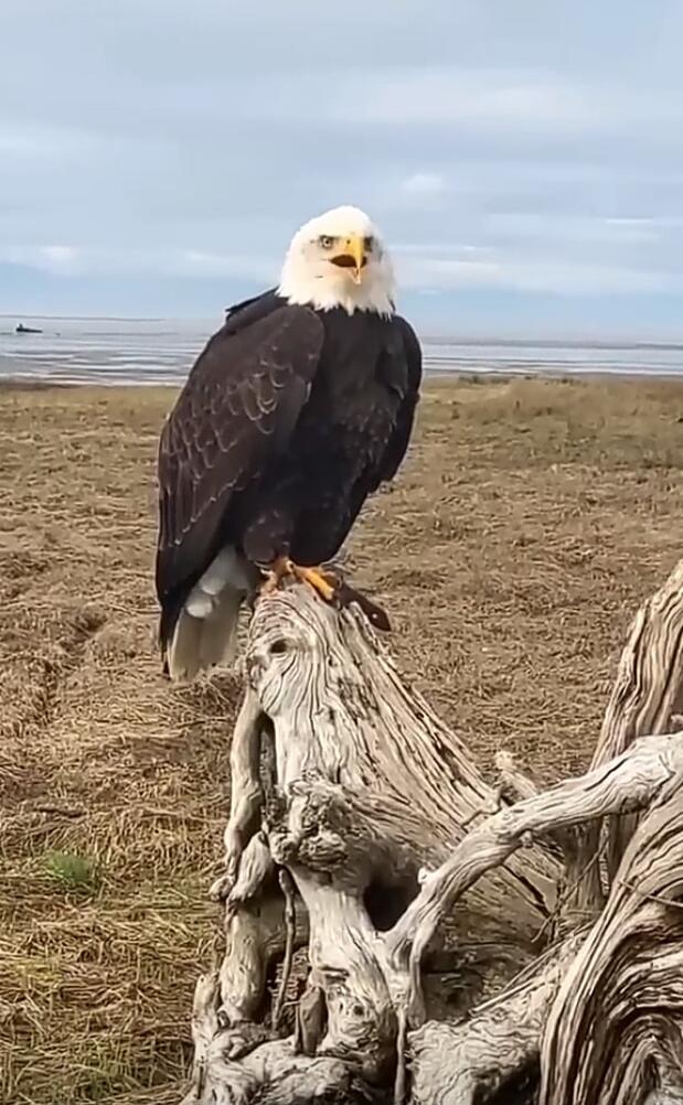 A bald eagle perched on a weathered log on a beach.