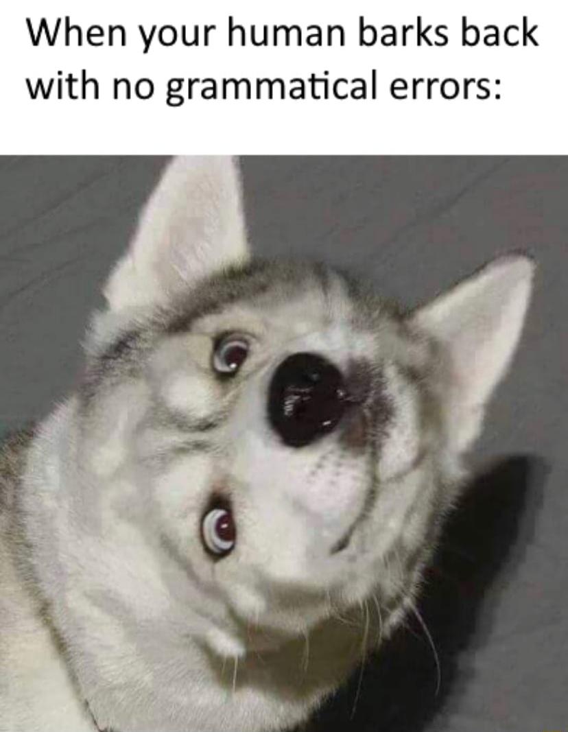 When your human barks back with no grammatical errors