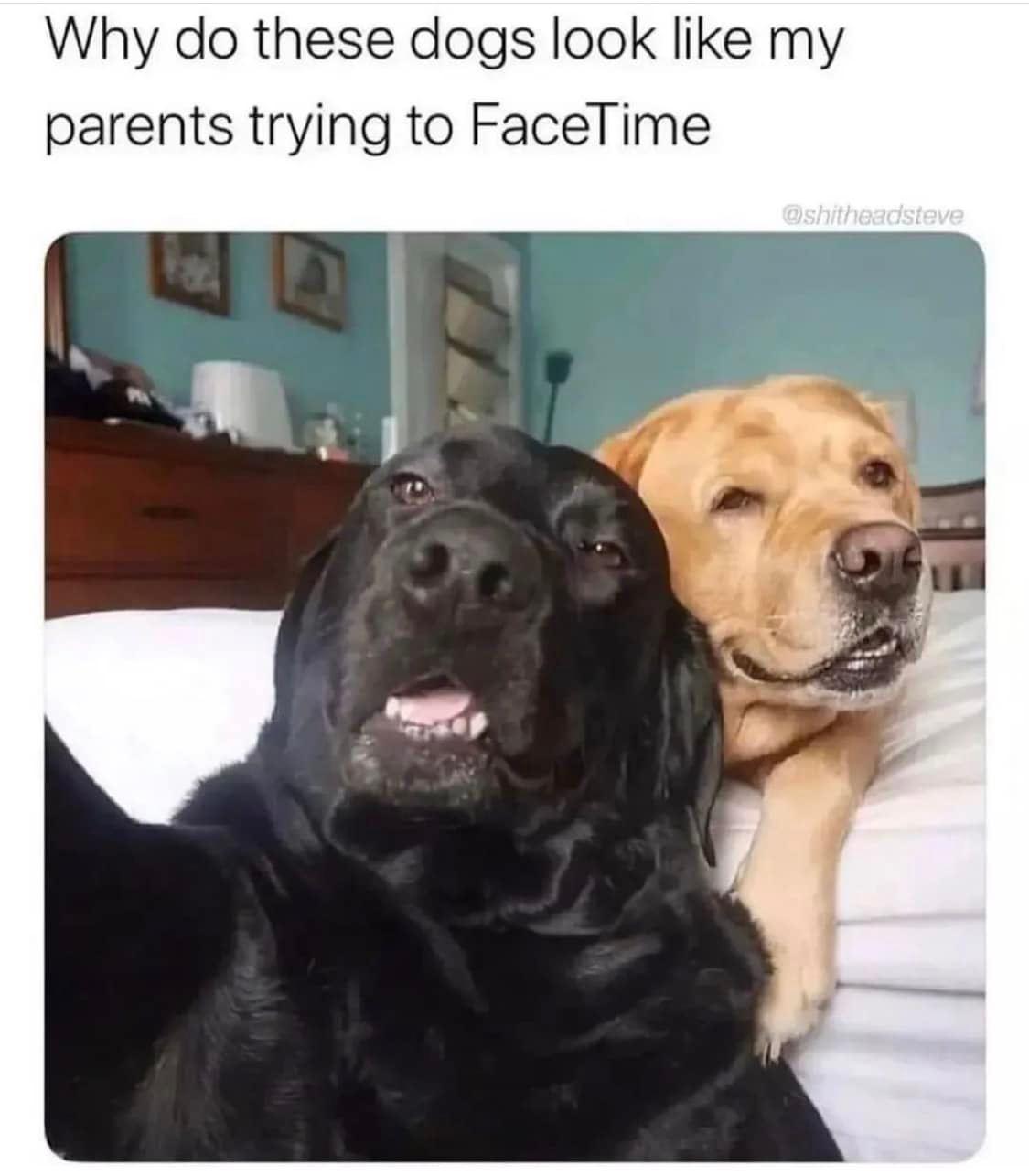 Why do these dogs look like my parents trying to FaceTime