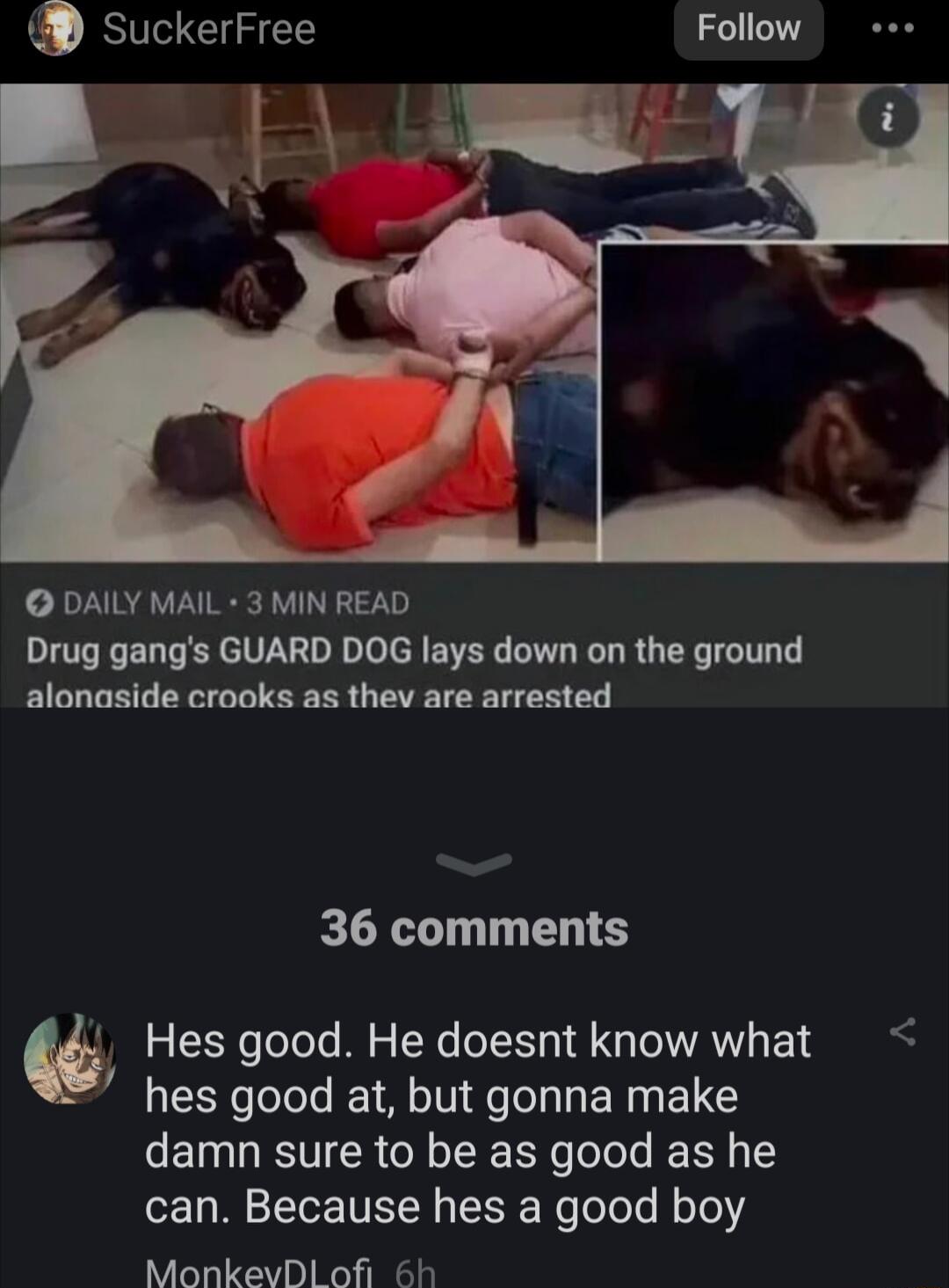 SuckerFree Follow DAILY MAIL 3 MIN READ Drug gangs GUARD DOG lays down on the ground alonaside crooks as thev are arrested 36 comments Hes good He doesnt know what hes good at but gonna make ETESTER R oTRe R e folole I can Because hes a good boy MonkevDl ofi 6h