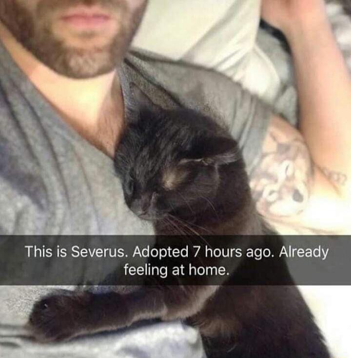 This is Severus. Adopted 7 hours ago. Already feeling at home.