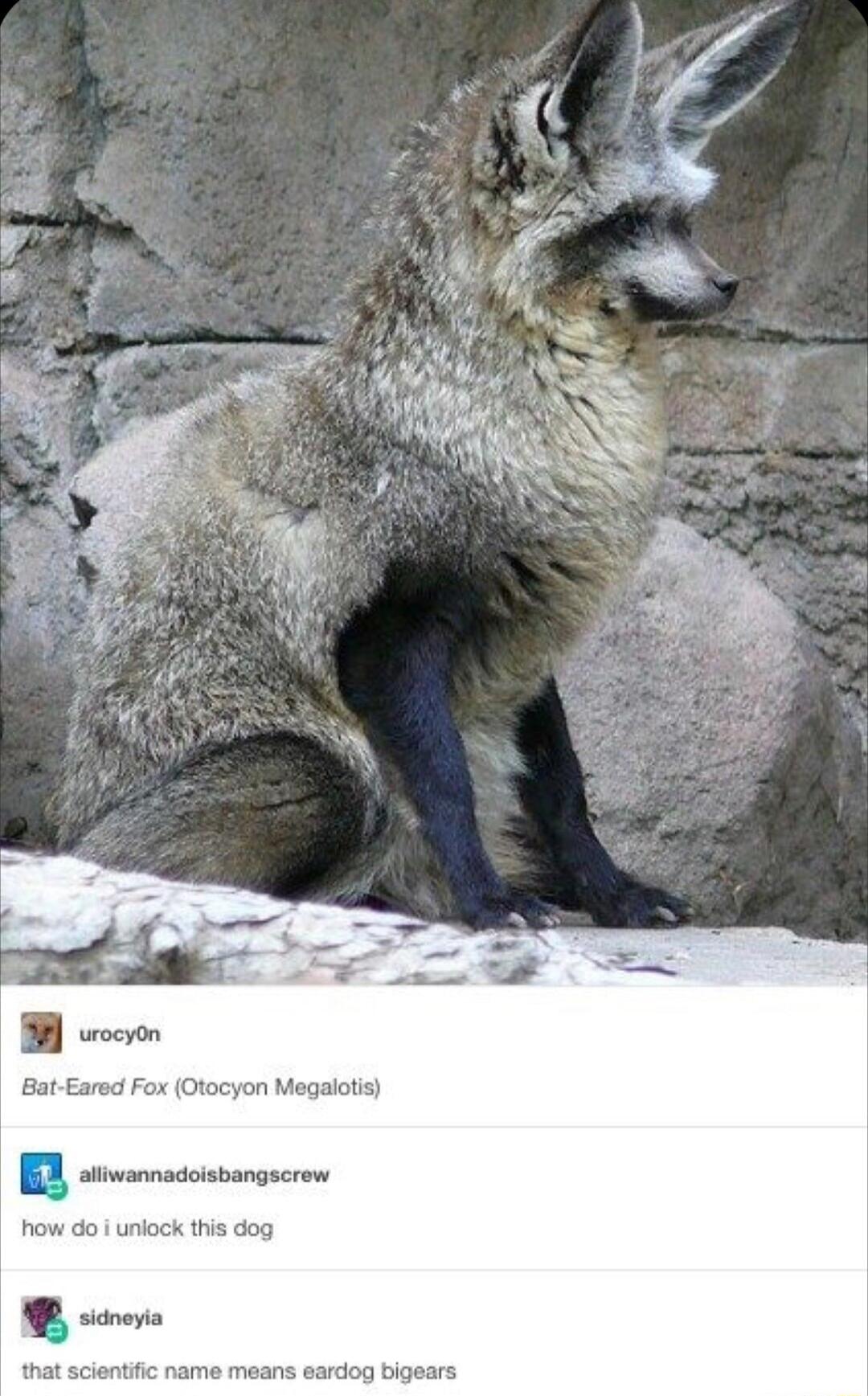 Bat Eared Fox Otocyon Megalotis L sovedssangcron how do i uniock this dog