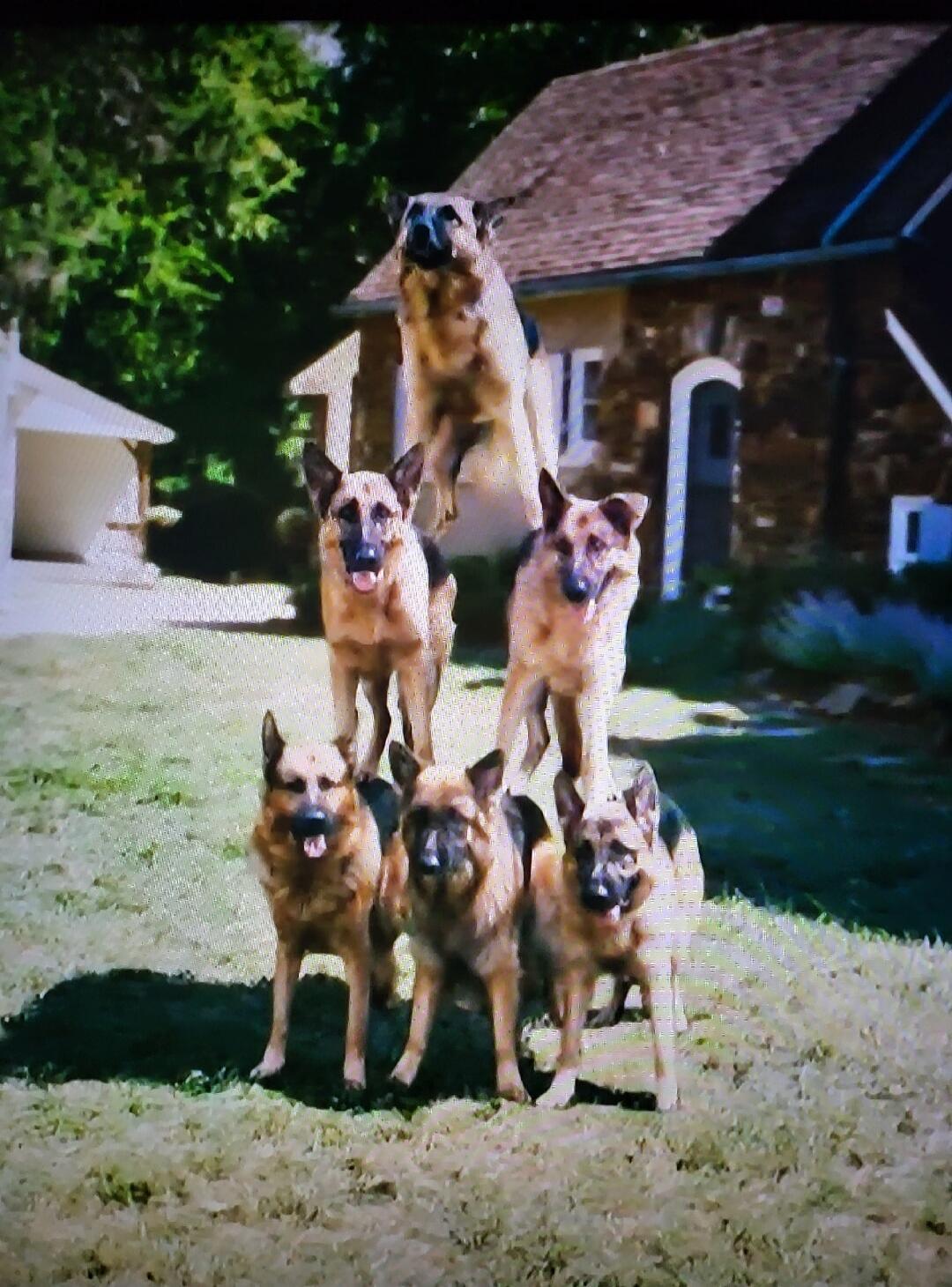 A pyramid of German Shepherds.