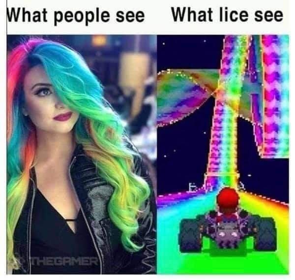 hat people see What lice see