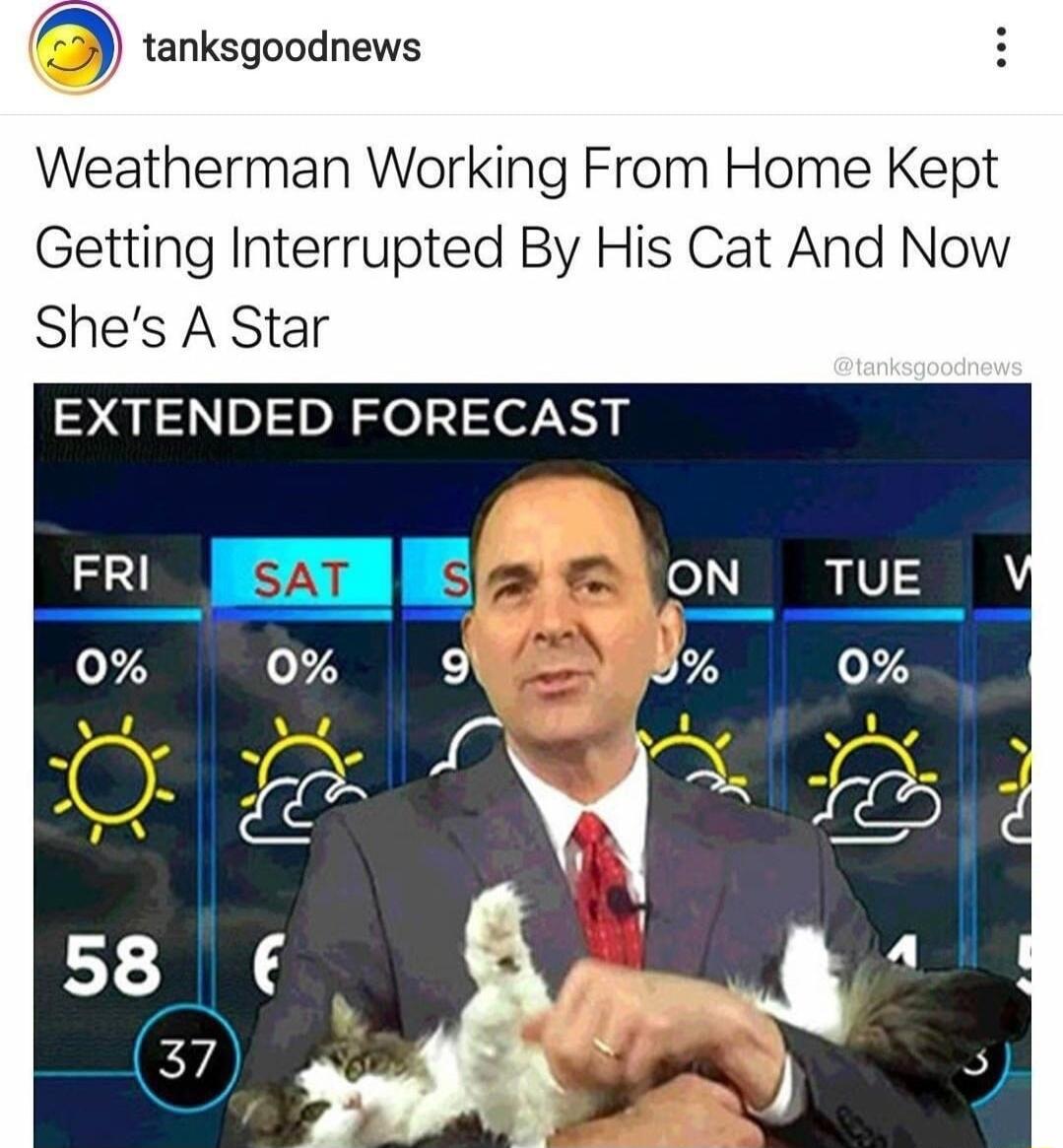 tanksgoodnews Weatherman Working From Home Kept Getting Interrupted By His Cat And Now Shes A Star EXTENDED FORECAST L o L 073 0 o73 g 2 et 58 el 4 p