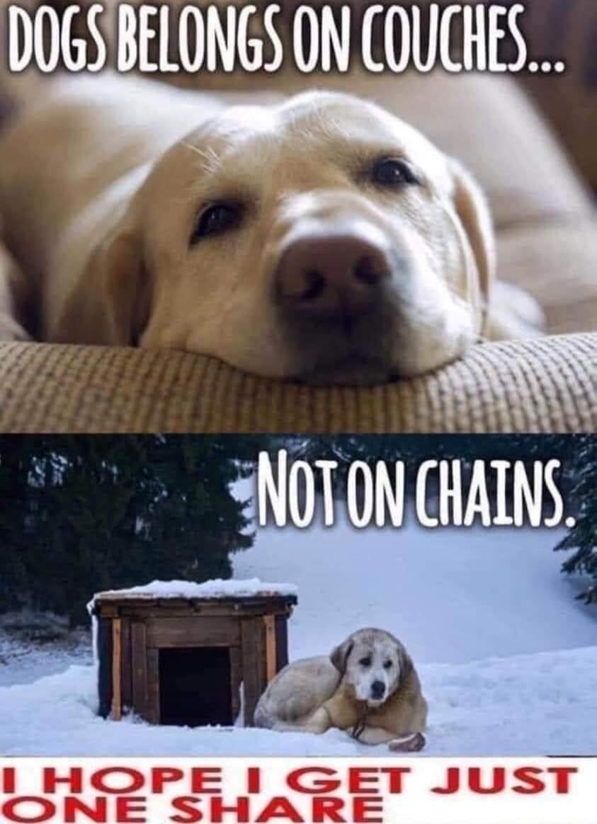 DOGS BELONGS ON COUCHES... NOT ON CHAINS. I HOPE I GET JUST ONE SHARE