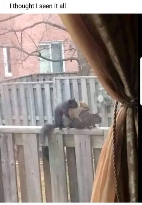 I thought I seen it all. A group of squirrels on a wooden fence, with one dark squirrel appearing to be mating with a lighter-colored squirrel, observed from a window.