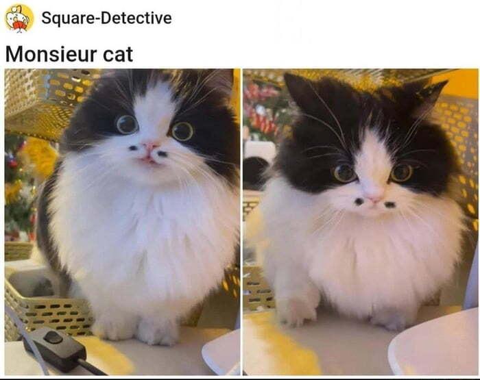 Square Detective Monsieur cat
