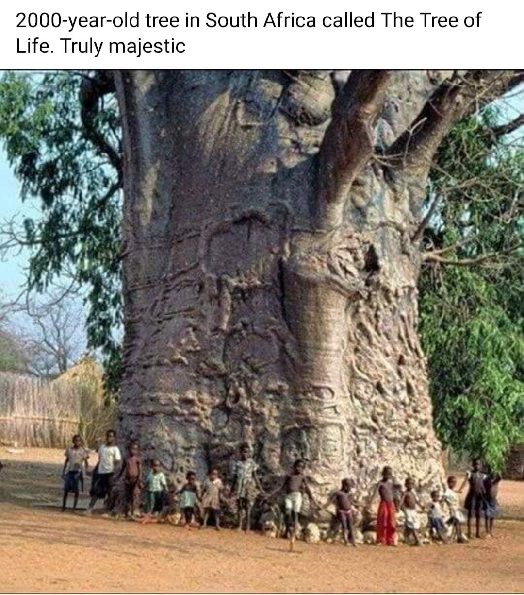 2000 year old tree in South Africa called The Tree of Life Truly majestic