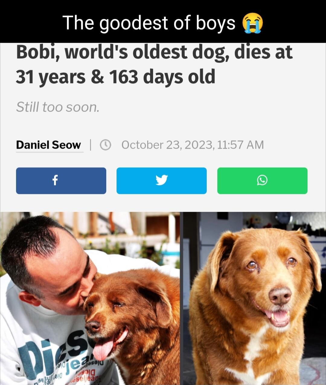 The goodest of boys Bobi worlds oldest dog dies at 31years 163 days old Daniel Seow EXEE BN mE