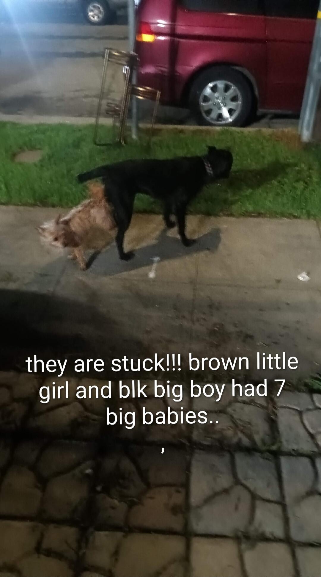 they are stuck!!! brown little girl and blk big boy had 7 big babies..