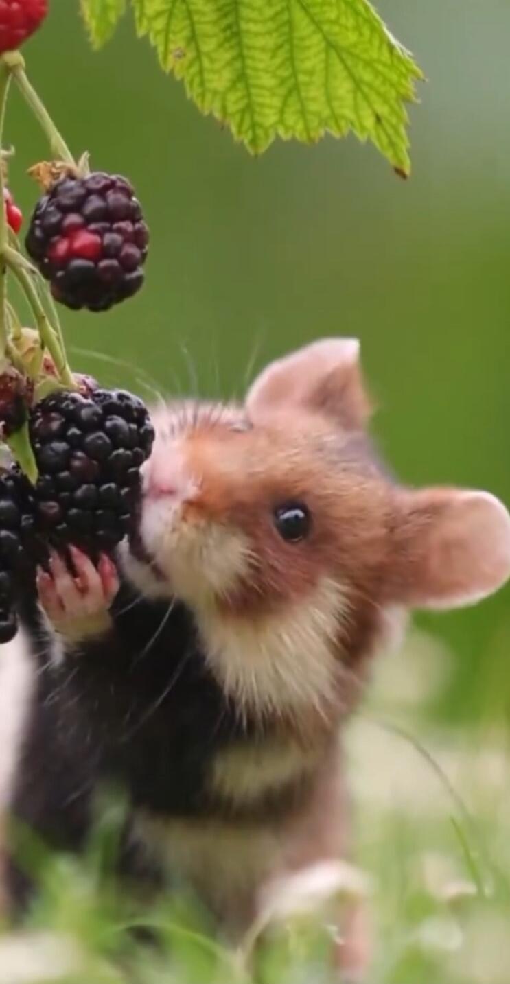 A small mouse nibbling on blackberries on a plant.