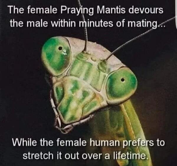 The female Praying Mantis devours the male within minutes of mating... While the female human prefers to stretch it out over a lifetime.