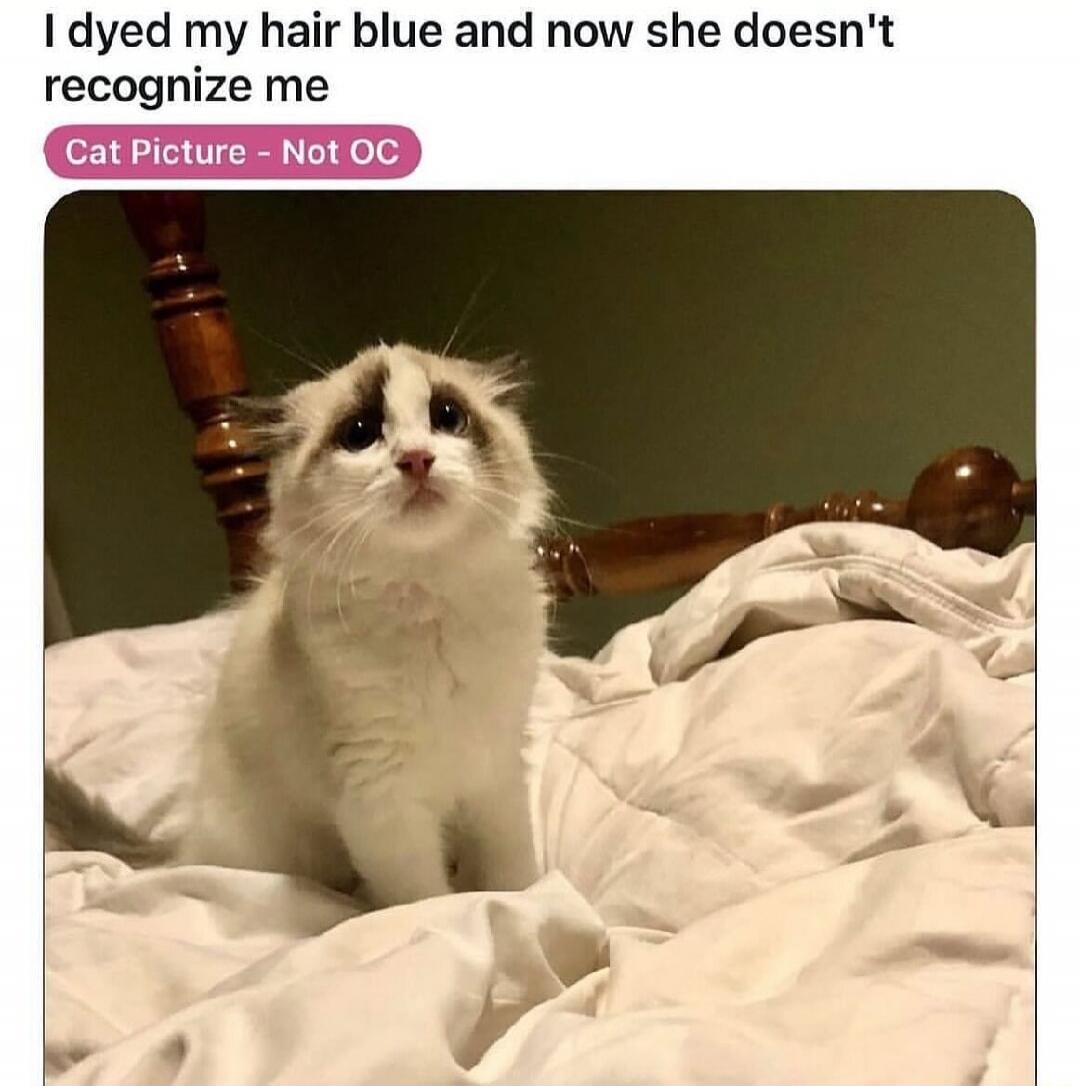 I dyed my hair blue and now she doesn't recognize me\nCat Picture - Not OC
