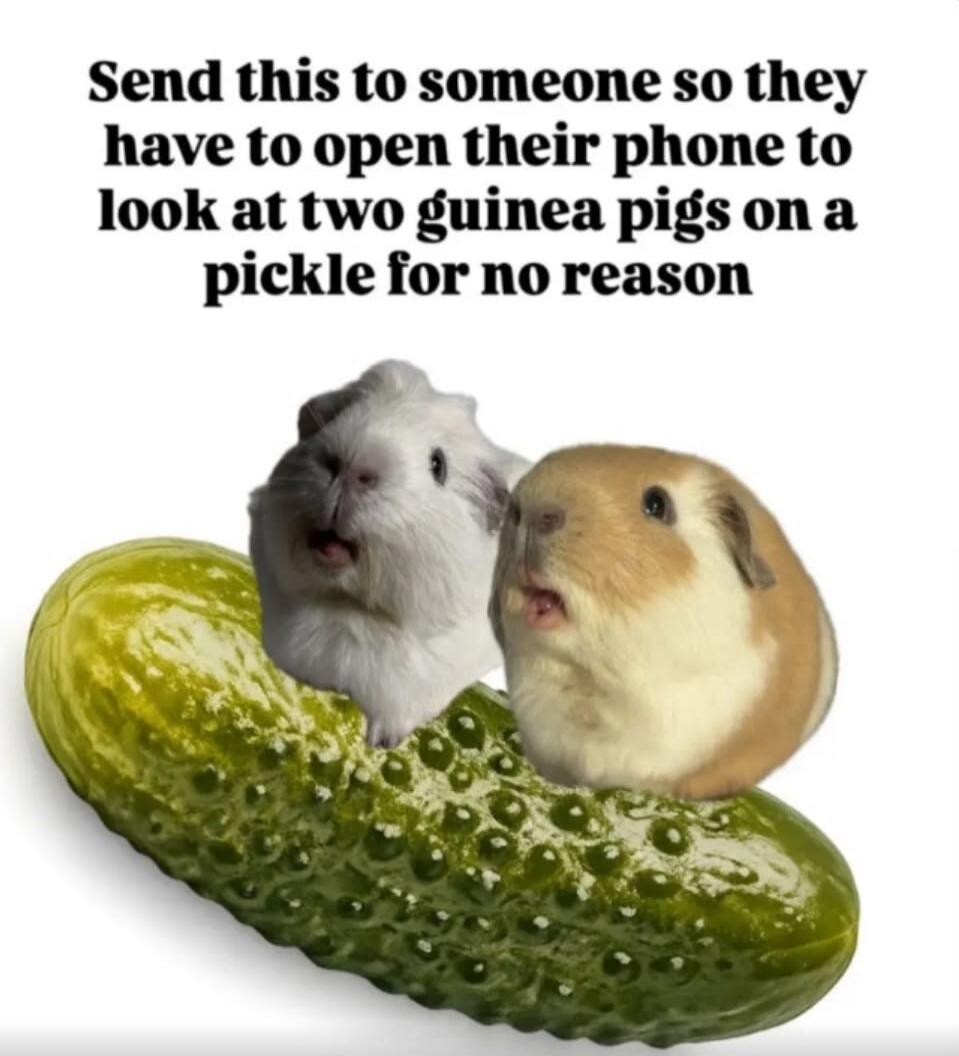 Send this to someone so they have to open their phone to look at two guinea pigs on a pickle for no reason