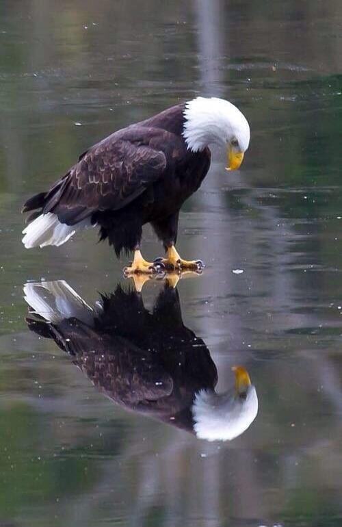 A bald eagle standing on the surface of a calm lake, with its reflection visible in the water.
