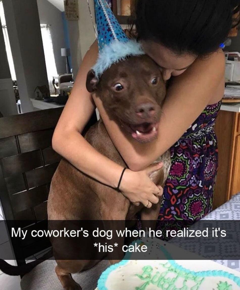 My coworkers dog when he realized its his cake Y