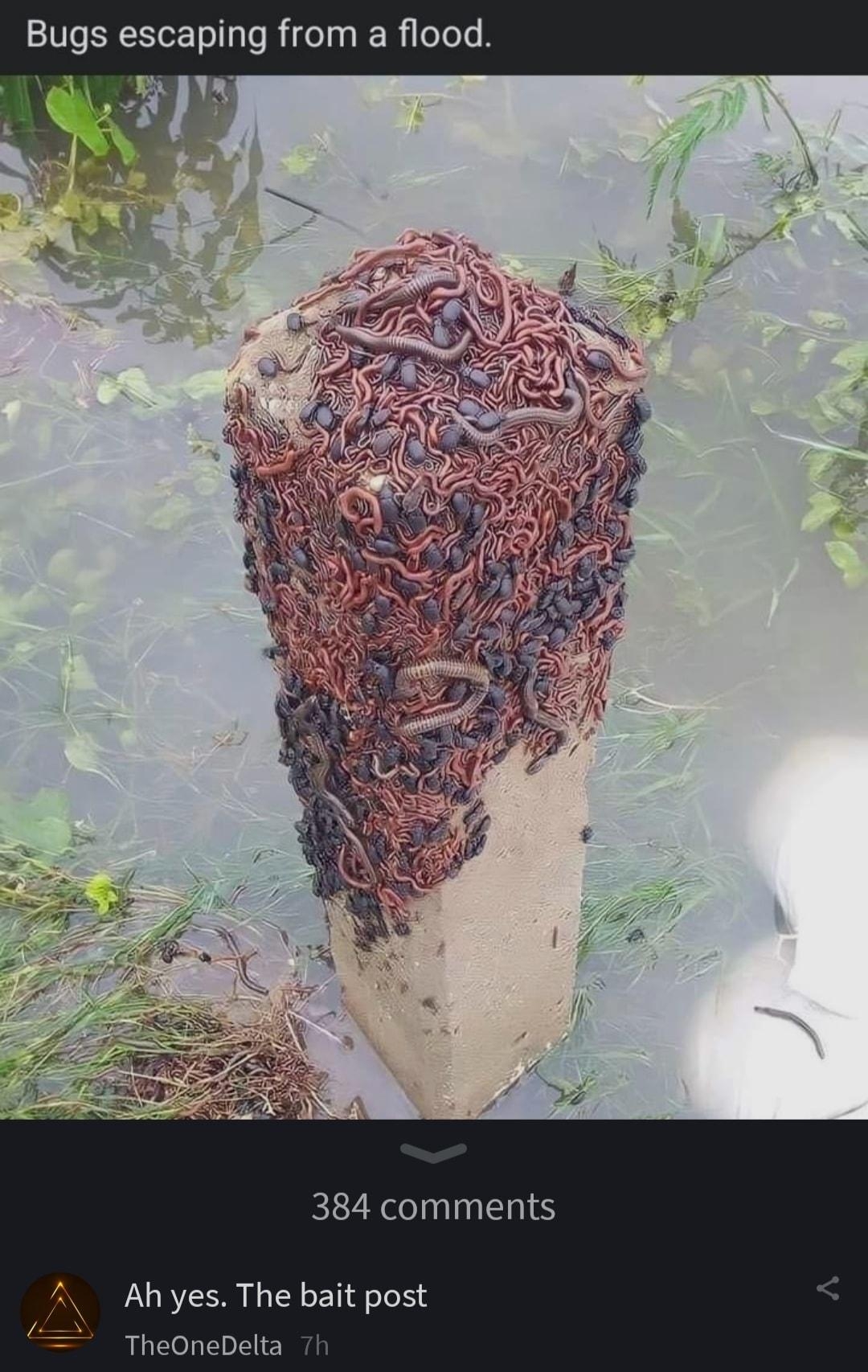 Bugs escaping from a flood ELZACINENS Ah yes The bait post TheOneDelta