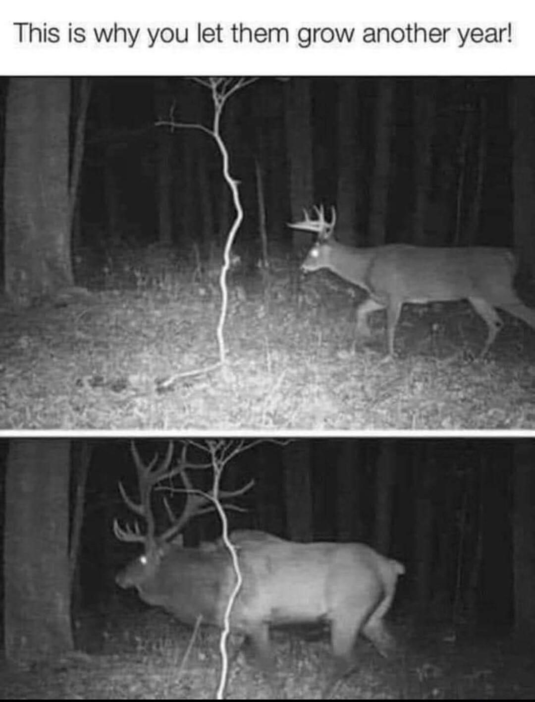 This is why you let them grow another year