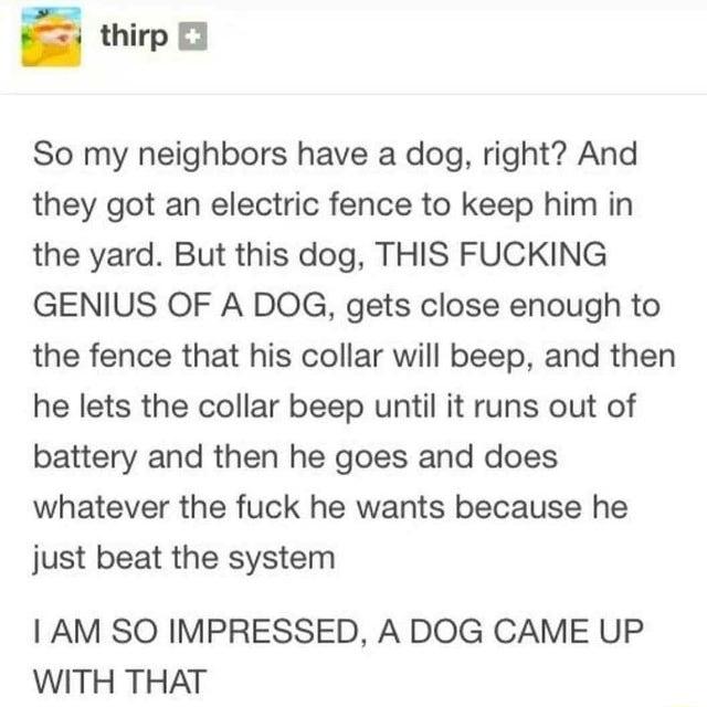 thirp B3 So my neighbors have a dog right And they got an electric fence to keep him in the yard But this dog THIS FUCKING GENIUS OF A DOG gets close enough to the fence that his collar will beep and then he lets the collar beep until it runs out of battery and then he goes and does whatever the fuck he wants because he just beat the system AM SO IMPRESSED A DOG CAME UP WITH THAT