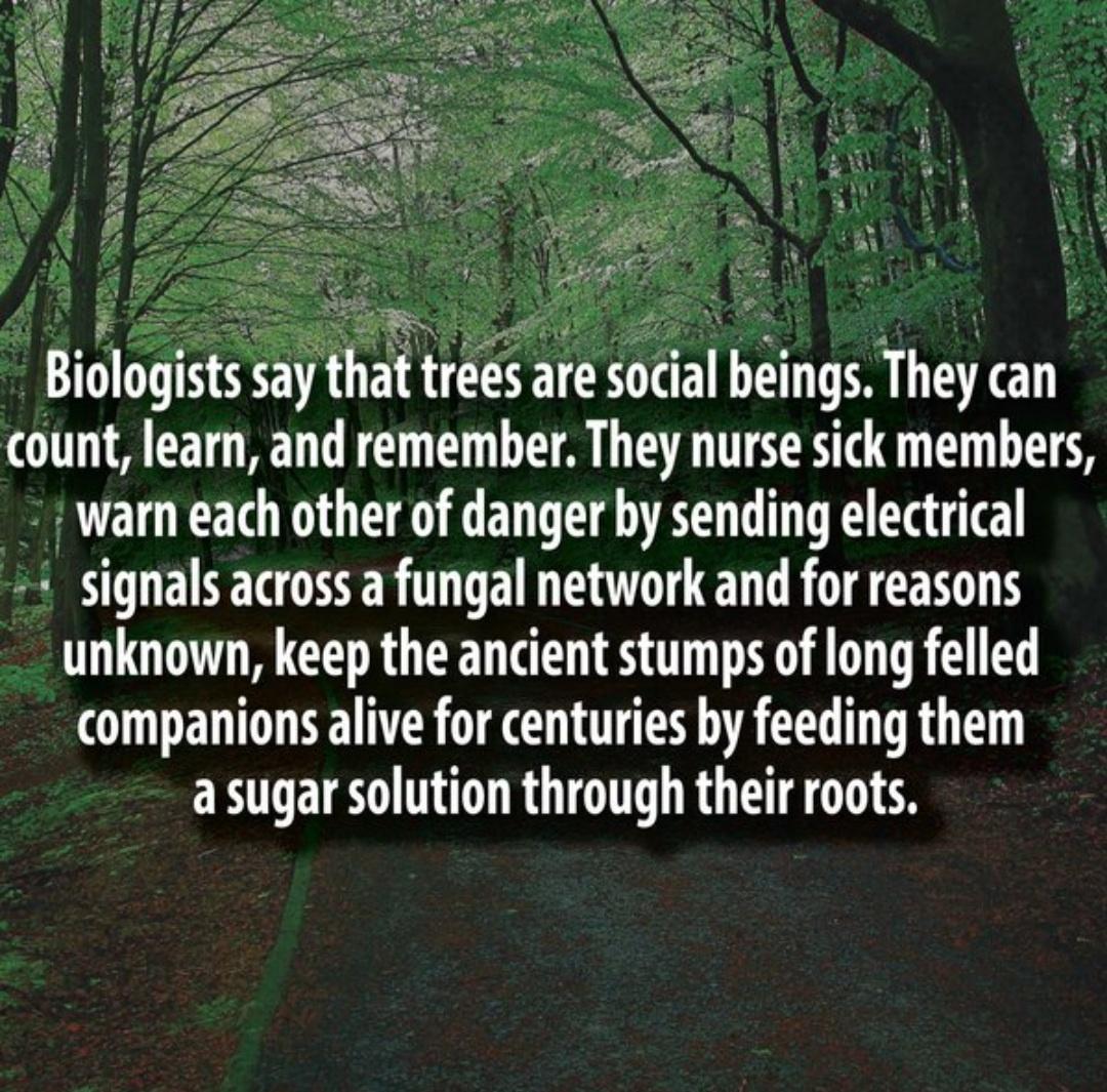 Bo1ogsts ay that tr trees are social bemgsThey can count learn and remember They nurse sick members warn each other of danger by sending electrical signals across a fungal network and for reasons R unknown keep the ancient stumps of long felled companions alive for centuries by feeding them asugar solution through their roots