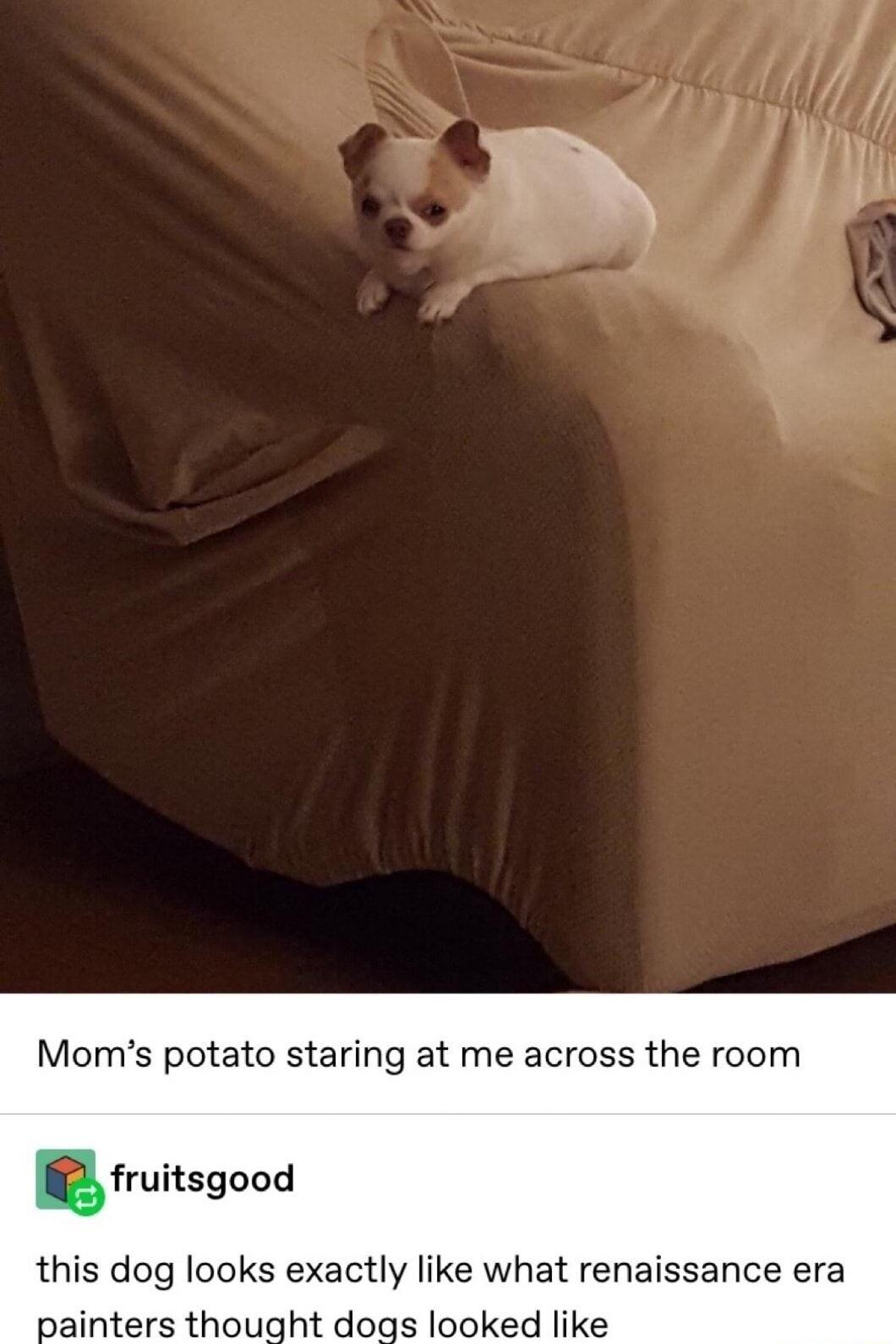Moms potato staring at me across the room gfruitsgood this dog looks exactly like what renaissance era painters thought dogs looked like