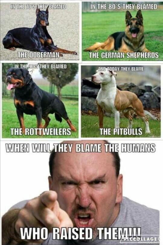 INTHE 80S THEVBLAMED o4 BN THE GERMAN SHEPHERDS