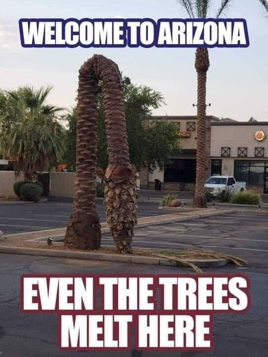 EVEN THE TREES MELT HERE