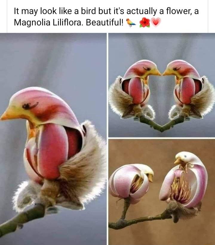 It may look like a bird but its actually a flower a Magnolia Liliflora Beautiful