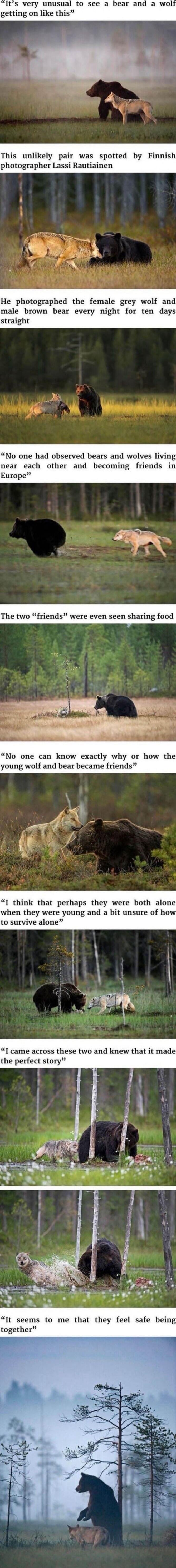 It's very unusual to see a bear and a wolf getting on like this
This unlikely pair was spotted by Finnish photographer Lassi Rautiainen
He photographed the female grey wolf and male brown bear every night for ten days straight
No one had observed bears and wolves living near each other and becoming friends in Europe
The two 