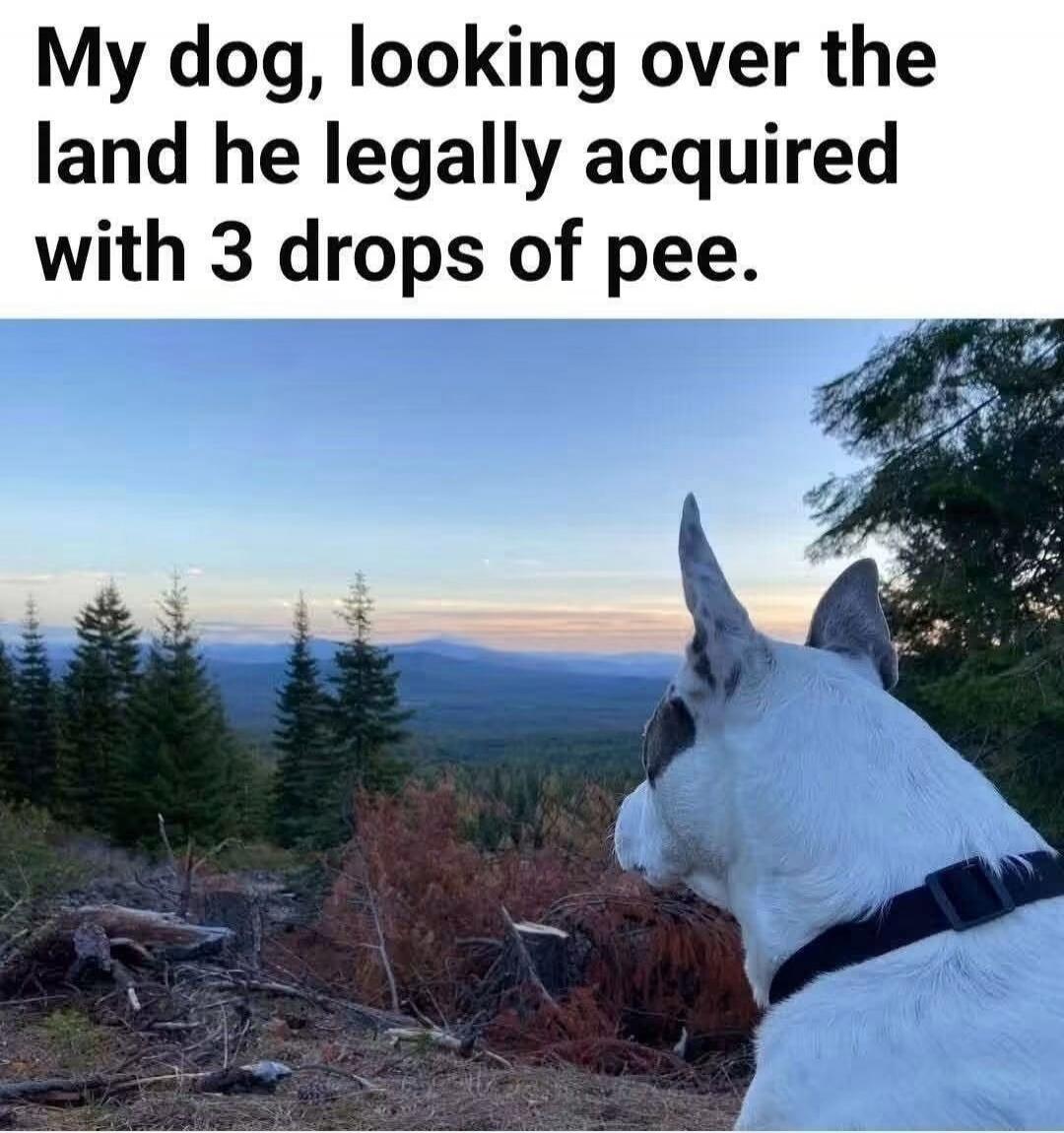 My dog, looking over the land he legally acquired with 3 drops of pee.