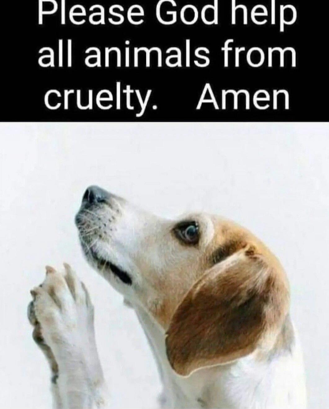Please God help all animals from cruelty. Amen