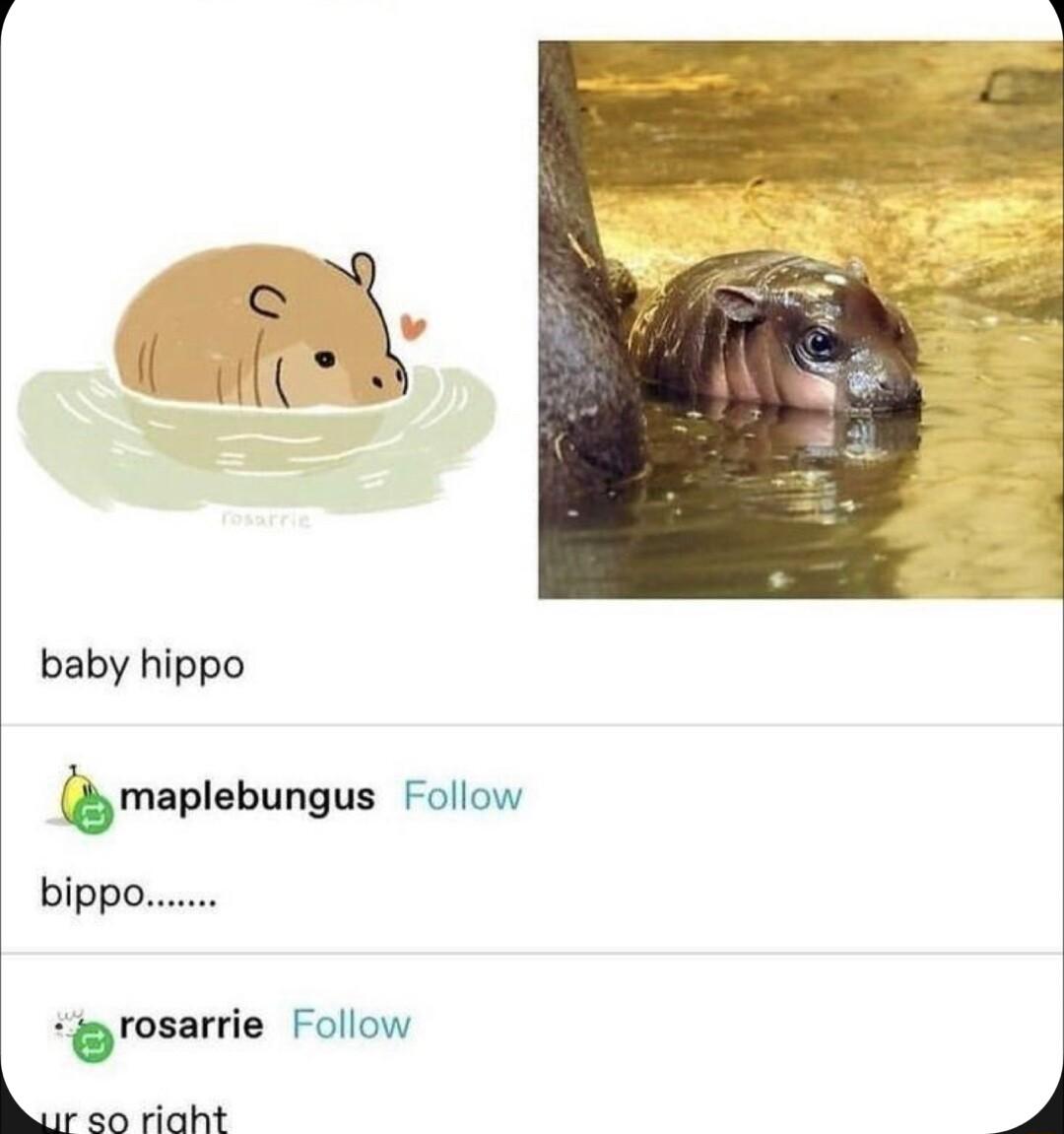 baby hippo Qm plabungus Follow msarrle Follow Lurso riaht