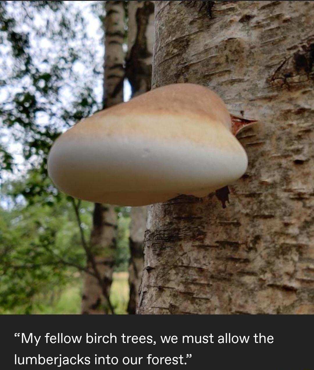 My fellow birch trees we must allow the lumberjacks into our forest