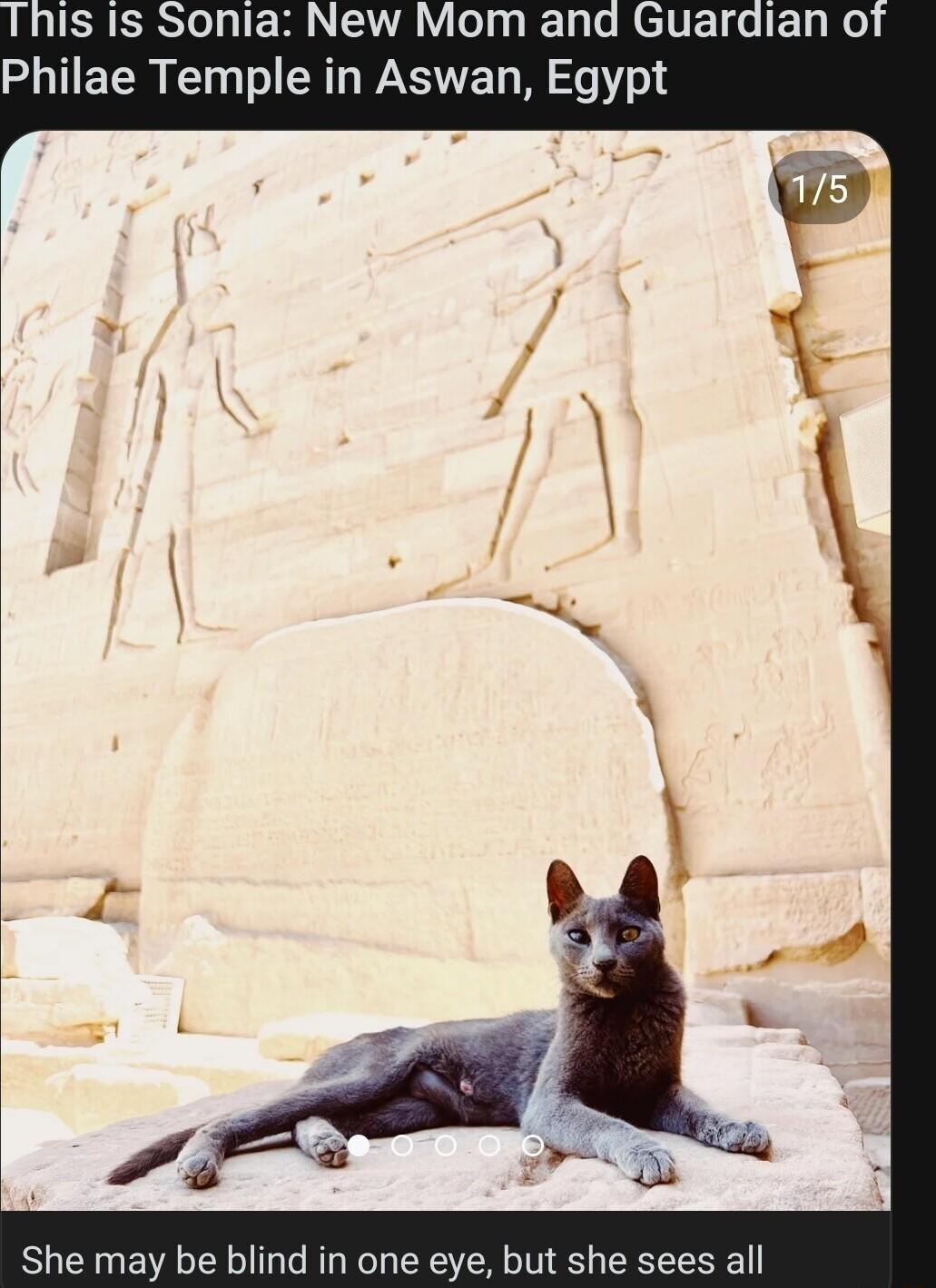 Is I1s Sonia New Mom and Guardian o Philae Temple in Aswan Egypt She may be blind in one eye but she sees all