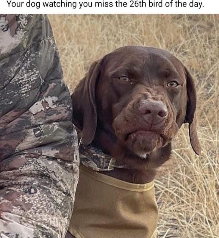 Your dog watching you miss the 26th bird of the day.