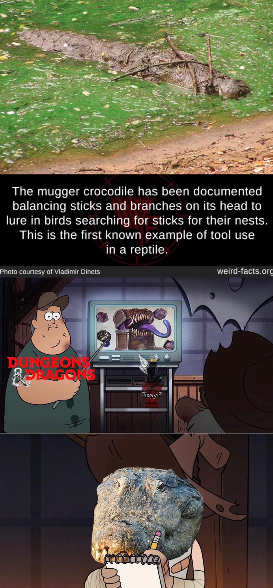 The mugger crocodile has been documented balancing sticks and branches on its head to lure in birds searching for sticks for their nests This is the first known example of tool use LIRS Photo courtesy of Viadimir Dinets weird factsorg