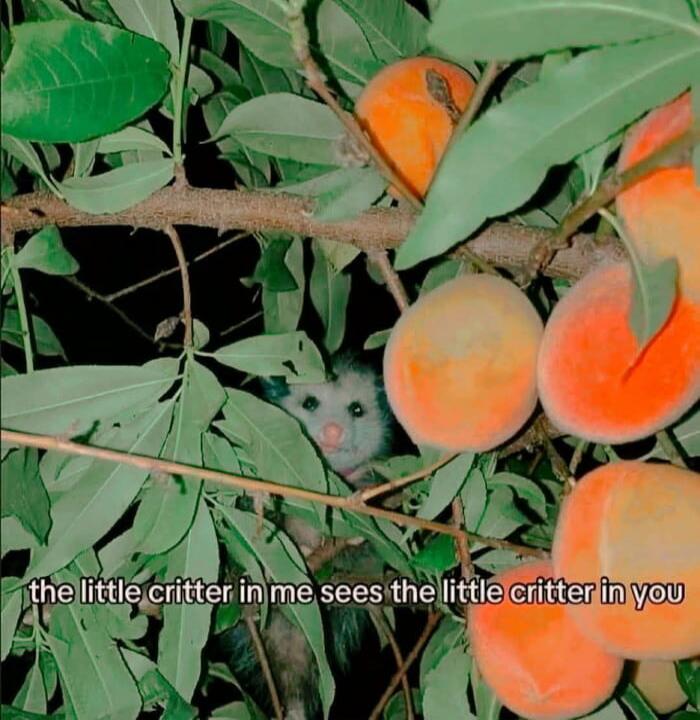 the little critter in me sees the little critter in you