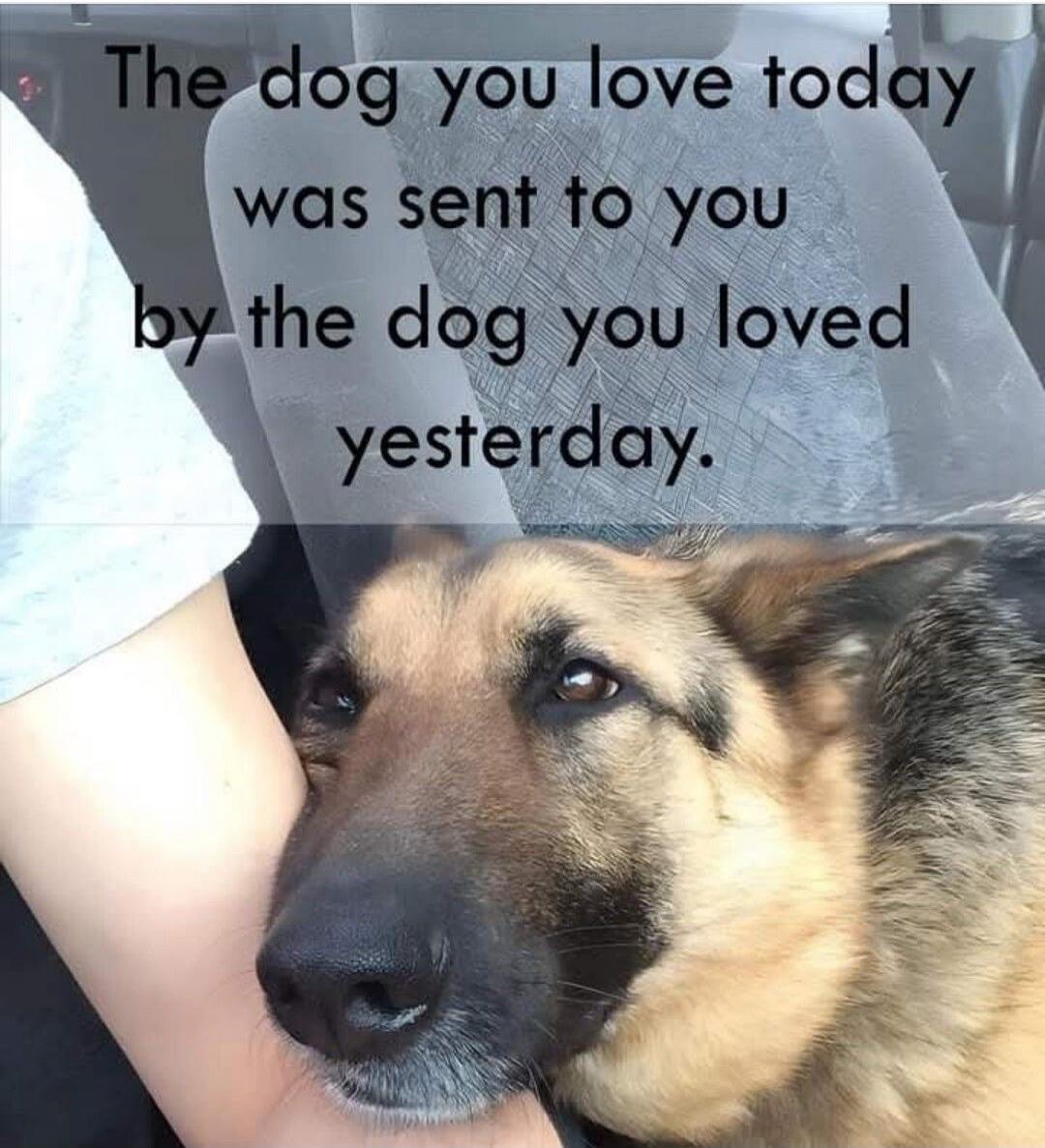 The dog you love today was sent to you by the dog you loved yesterday.