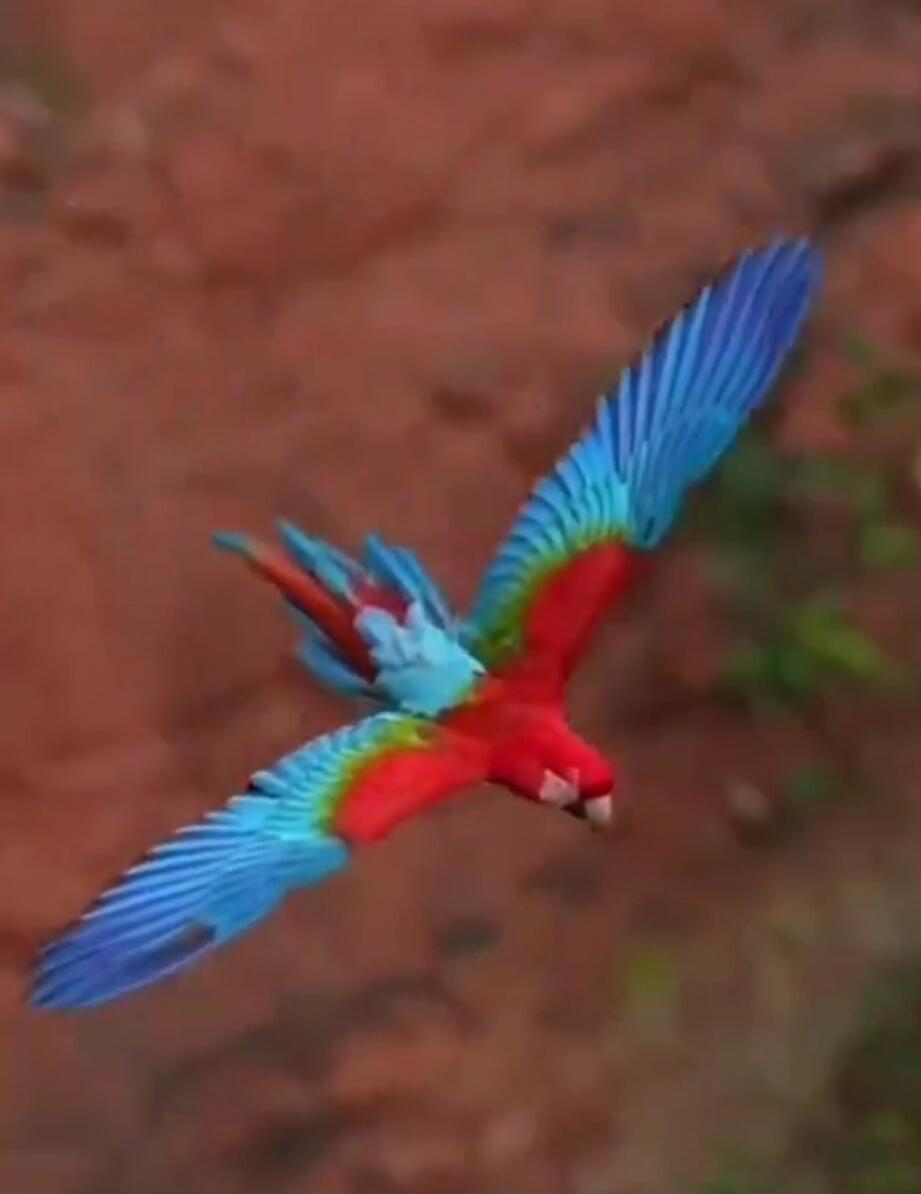 A vibrant blue-and-yellow macaw in flight.