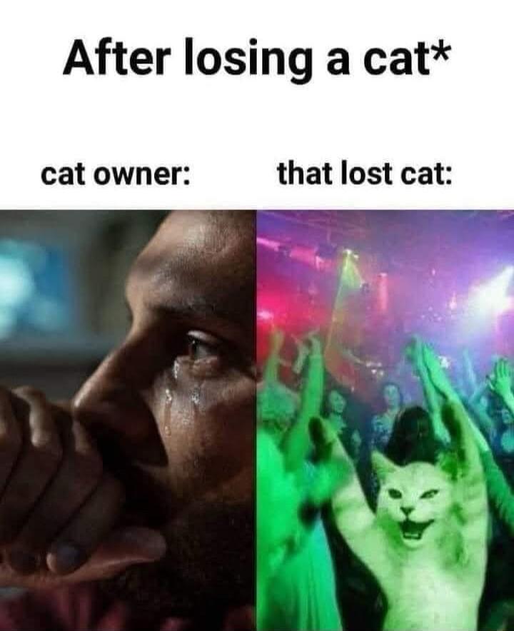 After losing a cat cat owner that lost cat