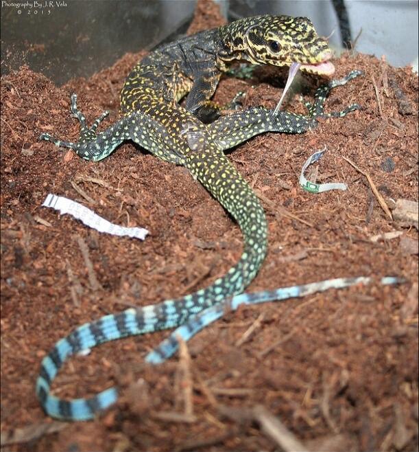 Photographs B.R. Vola 2013
A small, speckled lizard on brown soil. The tail has blue bands.