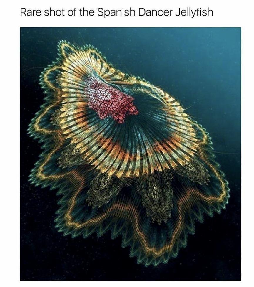 Rare shot of the Spanish Dancer Jellyfish