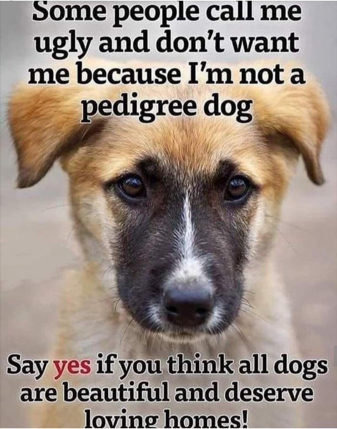 Some people call me ugly and don't want me because I'm not a pedigree dog. Say yes if you think all dogs are beautiful and deserve loving homes!