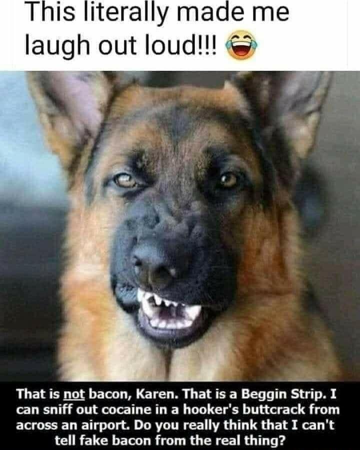 This literally made me laugh out loud That is not bacon Karen That is a Beggin Strip I can sniff out cocaine in a hookers buttcrack from across an airport Do you really think that I cant tell fake bacon from the real thing