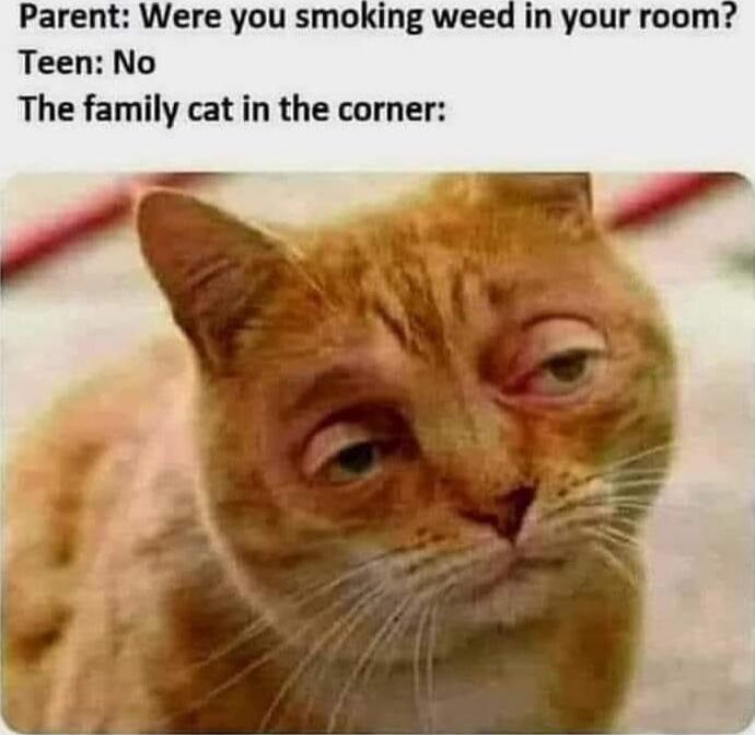 Parent: Were you smoking weed in your room? Teen: No The family cat in the corner: