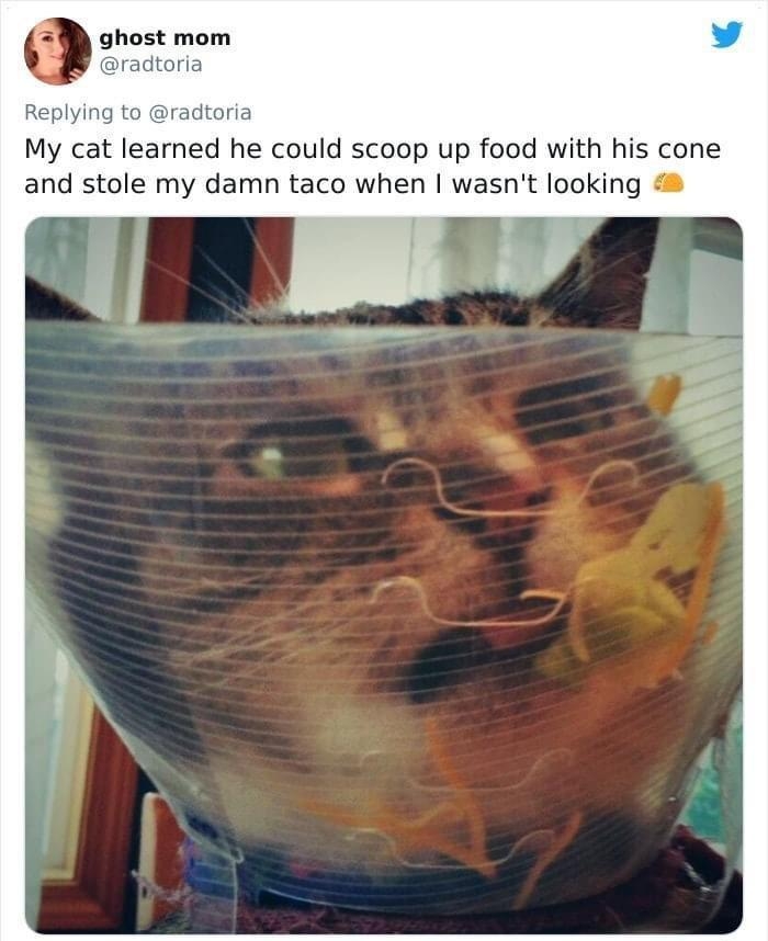 ghost mom radtoria Replying to radtoria My cat learned he could scoop up food with his cone and stole my damn taco when wasnt looking 941 PM